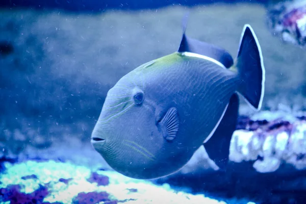 Peixe Marinho Azul Escuro Com Listras Brancas — Fotografia de Stock