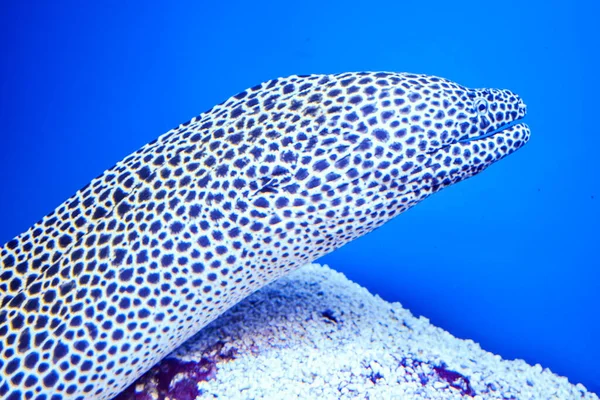 Gymnothorax Javanicus Moray Fish Close Cabeça — Fotografia de Stock