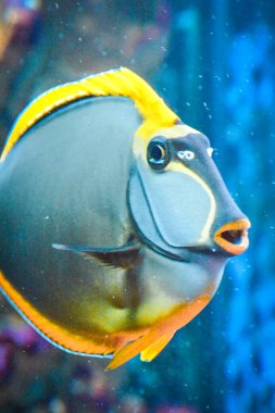 Naso Tang - kafaya yakın çekim - tropikal gri ve sarı balık