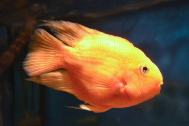 Turuncu papağan cichlid, mavi arkaplan