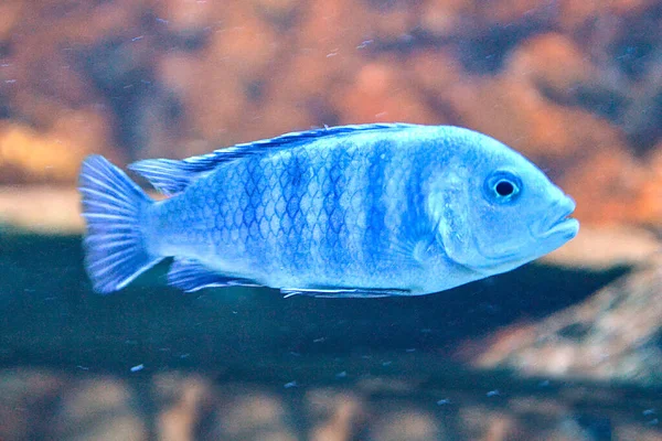 Weiße Und Blaue Mundbrüterfische Defokussierter Hintergrund — Stockfoto