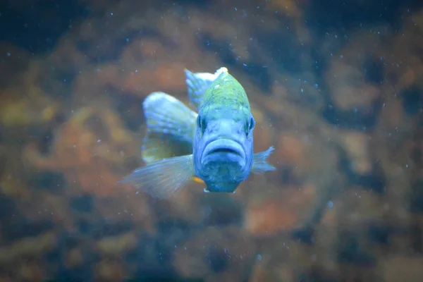 Mavi Ağızlıklı Balık Görünüm Odaklanmış Arka Plan — Stok fotoğraf