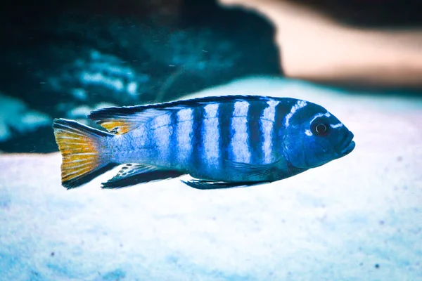 Λευκό Και Μπλε Ψάρι Moubrooder Αποροφημένο Φόντο — Φωτογραφία Αρχείου