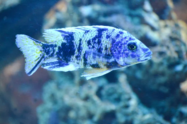 Λευκό Και Μπλε Ψάρι Moubrooder Αποροφημένο Φόντο — Φωτογραφία Αρχείου