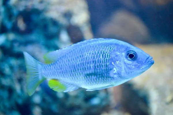 Blauer Mundbrüterfisch Defokussierter Hintergrund — Stockfoto