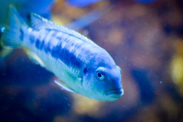 青のマウスブローダー魚 — ストック写真