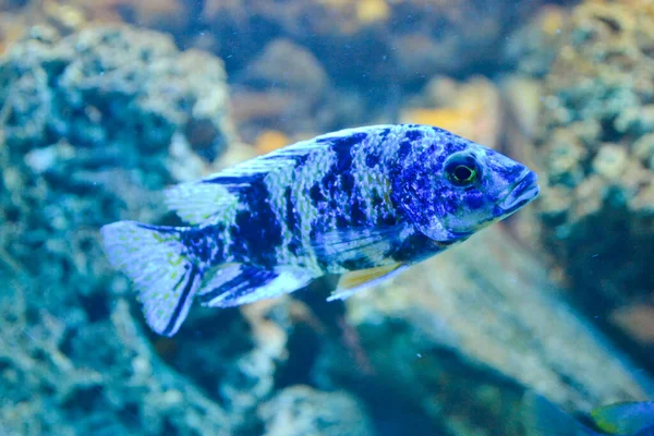 Vit Och Blå Mun Brooder Fisk Defocused Bakgrund — Stockfoto