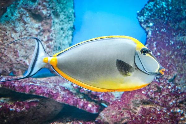 Naso Tang Tropik Gri Sarı Balık — Stok fotoğraf
