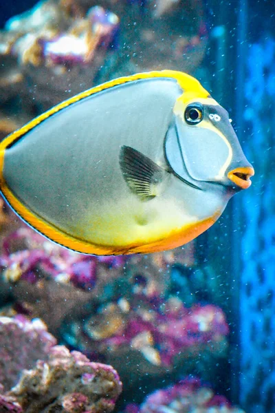 Naso Tang Тропічна Сіра Жовта Риба — стокове фото