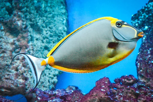 Naso Tang Tropik Gri Sarı Balık — Stok fotoğraf