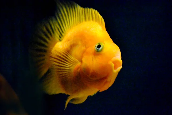 Oranžový Papoušek Cichlid Tmavě Modré Pozadí — Stock fotografie