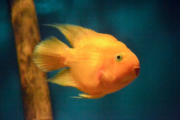 Cichlid Papagaio Laranja Fundo Azul — Fotografia de Stock