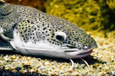 Phractocephalus hemioliopterus - gri, benekli, kırmızı kuyruklu yayın balığı