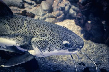 Phractocephalus hemioliopterus - gri, benekli, kırmızı kuyruklu yayın balığı