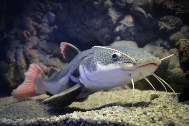Phractocephalus hemioliopterus - gri, benekli, kırmızı kuyruklu yayın balığı