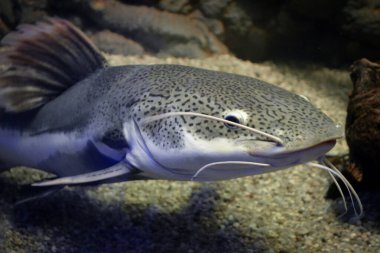 Phractocephalus hemioliopterus - gri, benekli, kırmızı kuyruklu yayın balığı