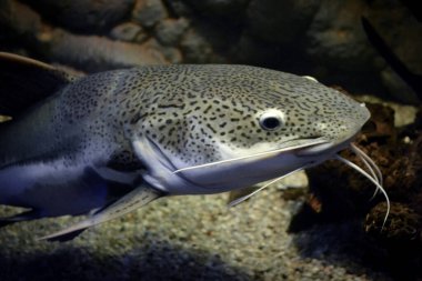 Phractocephalus hemioliopterus - gri, benekli, kırmızı kuyruklu yayın balığı