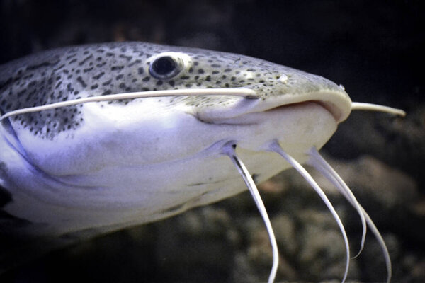 Phractocephalus hemioliopterus - grey, spotted, redtail catfish