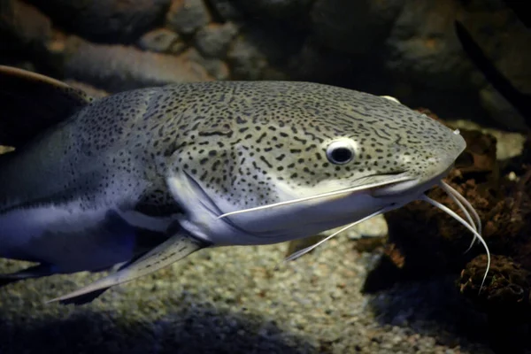 Phractocephalus hemioliopterus - gri, benekli, kırmızı kuyruklu yayın balığı