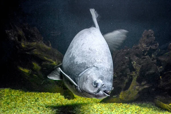 Grey Piranha Κολύμβηση Serrasalmidae — Φωτογραφία Αρχείου