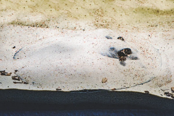 Океановый Речной Хряк Мото Рыба Potamotrygon Спрятанная Песком — стоковое фото