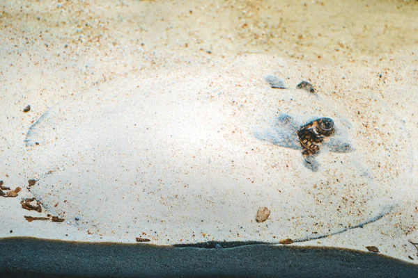 Ocellate River Stingray Potamotrygon Motoro Fish Hidden Sand — Fotografia de Stock