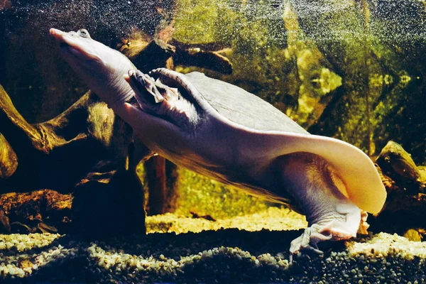 Tartaruga Nadando Debaixo Água — Fotografia de Stock