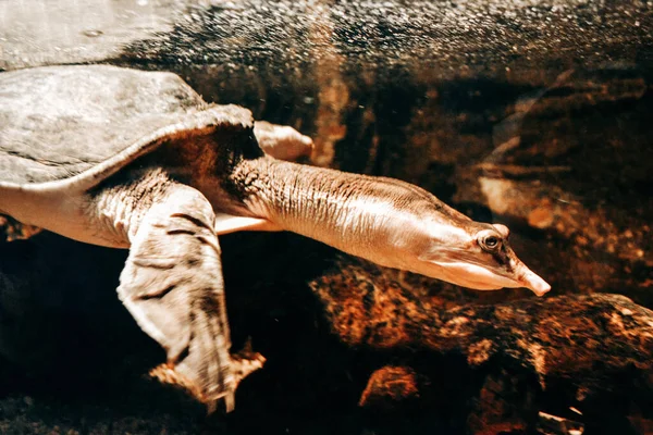 Kaplumbağa Suyun Altında Yüzüyor — Stok fotoğraf