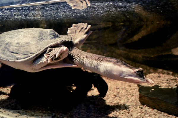 Tartaruga Nadando Debaixo Água — Fotografia de Stock