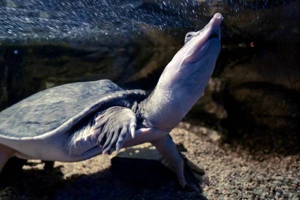 Tortue Nageant Sous Eau — Photo