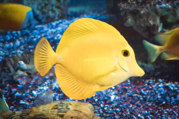 Akvaryumda Yüzen Sarı Balık — Stok fotoğraf