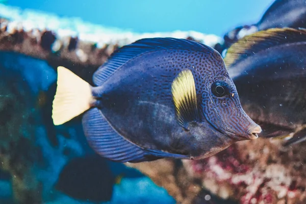 Blå Och Gul Zebrasoma Xanthurum Fisk Simmar — Stockfoto