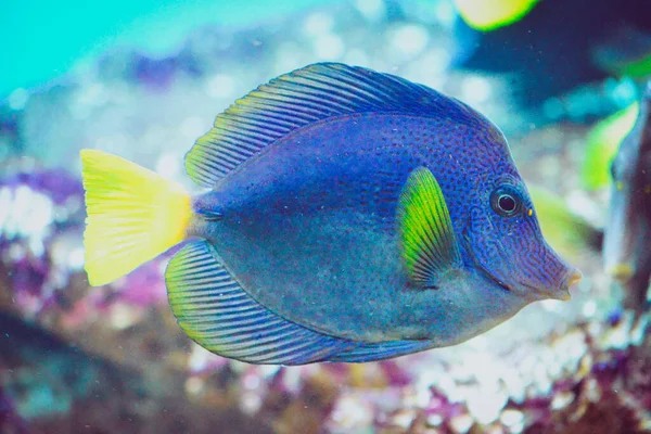 Γαλάζιο Και Κίτρινο Zebrasoma Xanthurum Ψάρια Κολύμπι — Φωτογραφία Αρχείου