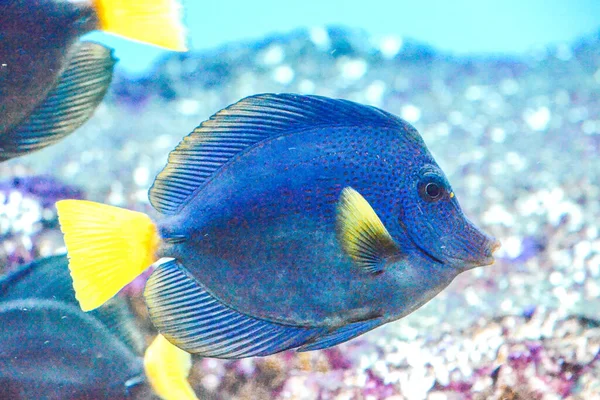 Poisson Zèbre Bleu Jaune Xanthurum Nageant — Photo