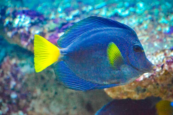 Mavi Sarı Zebrasoma Xanthurum Balığı Yüzüyor — Stok fotoğraf