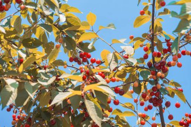Meyve bahçesinde olgun kirazlar