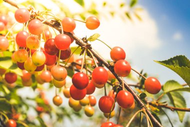 Meyve bahçesinde olgun kirazlar