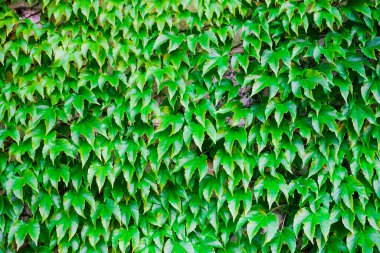 Duvardaki Ivy bitkisi
