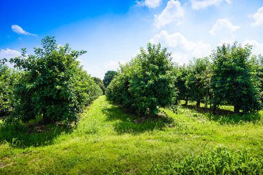 Yazın meyve bahçesi, sıra sıra ağaçlar