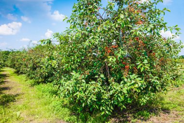 Kiraz bahçesindeki kiraz ağaçlarındaki olgun kirazlar