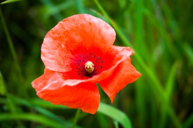 haşhaş Çiçek Bahçe