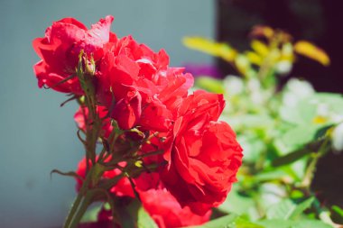 kırmızı gül bahçesinde