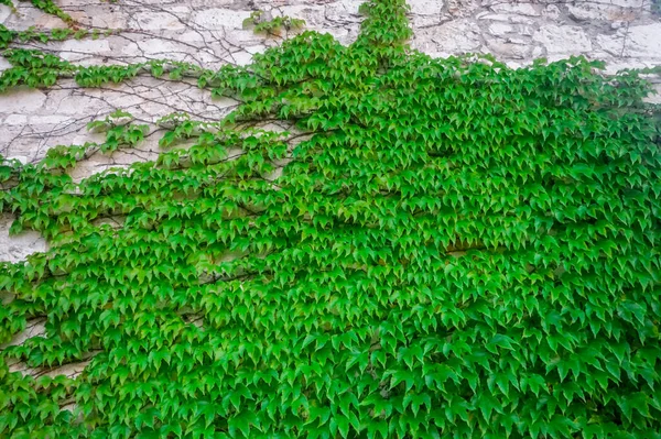 Efeu Einer Wand — Stockfoto