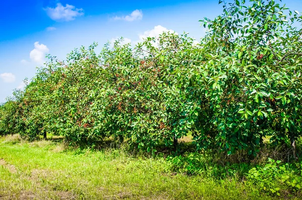 Ripe Cherries Trees Cherry Orchard — Stock Photo, Image