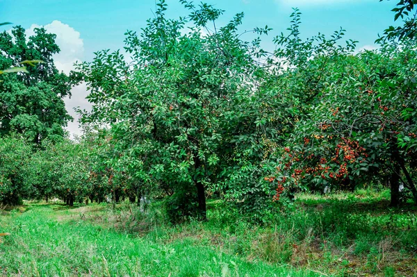 Cseresznye Cseresznye Cseresznyéskertben — Stock Fotó