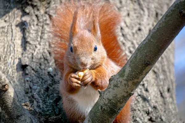 松鼠坐在树枝上吃坚果 — 图库照片