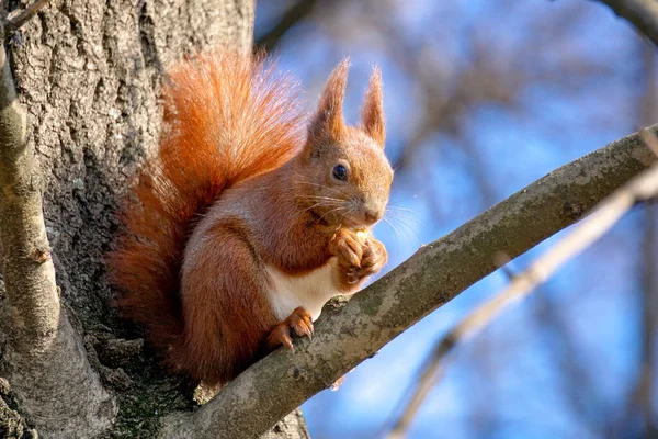Esquilo Senta Galho Árvore Come Uma Noz — Fotografia de Stock