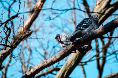 Ağaçta oturan iki güvercin, arka planda gökyüzü.