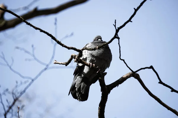 Pombo Sentado Uma Árvore Céu Fundo — Fotografia de Stock