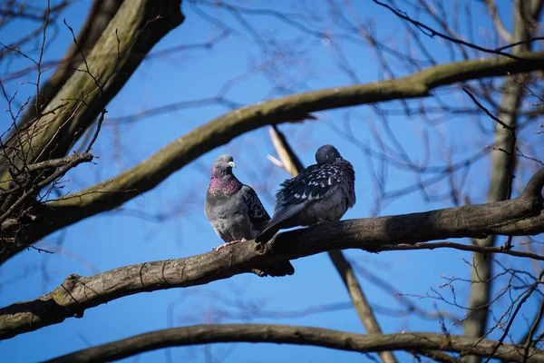 二羽の鳩が木の上に座って空を背景に — ストック写真